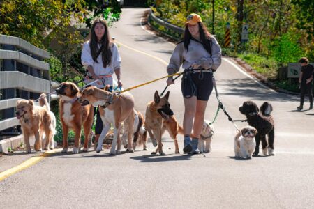 Multiple dogs being walked together in an upscale park setting