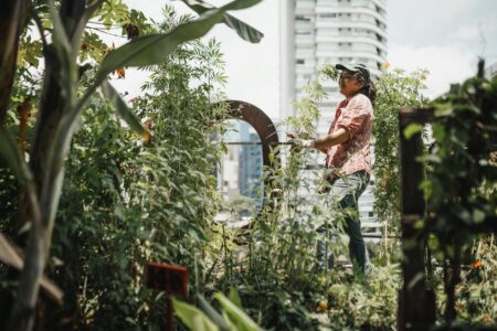 Community garden plots in urban setting with vegetables and flowers growing in raised beds