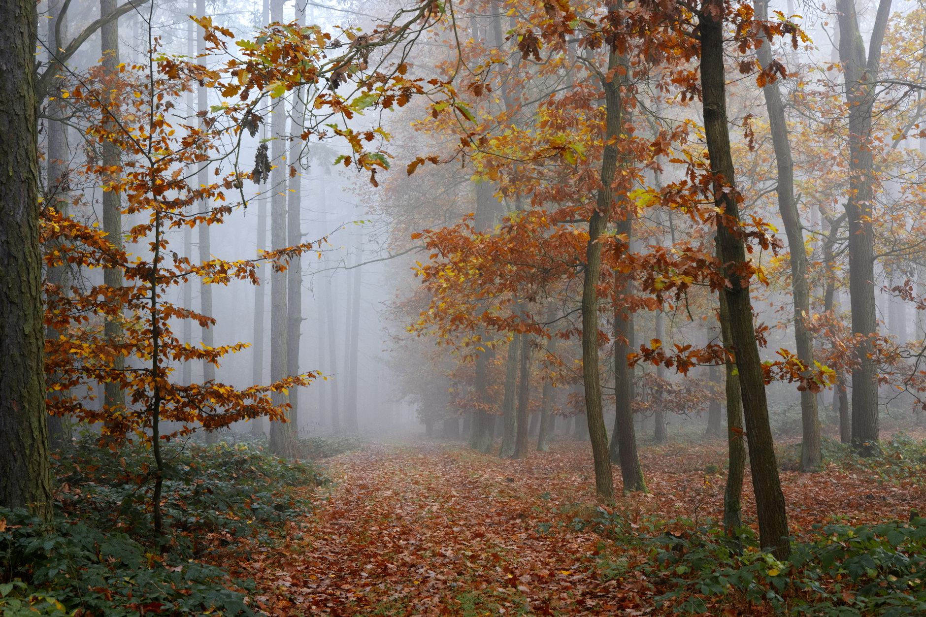 A tree-lined path covered in fallen autumn leaves during golden hour